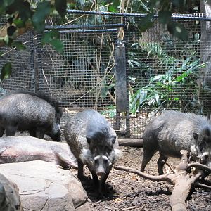 Minnesota Zoo 2010 - Visayan Warty Pig inside Tropics Trail
