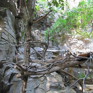 Minnesota Zoo 2010 - Inside mixed exhibit for Red Panda and Central Chinese