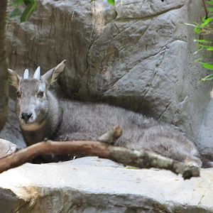 Minnesota Zoo 2010 - Central Chinese Goral inside Tropics Trail