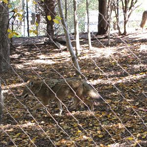 Minnesota Zoo 2010 - Coyote in Minnesota Trail