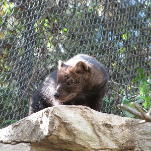 Minnesota Zoo 2010 - Fisher in Minnesota Trail