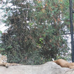 Minnesota Zoo 2010 - Cougar in Minnesota Trail