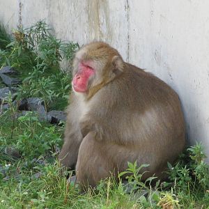 Minnesota Zoo 2010 - Japanese Macaque