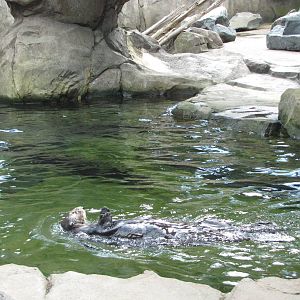 Minnesota Zoo 2010 - Sea Otter swimming in his outstanding Grizzly Coast ex