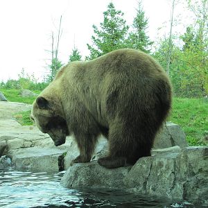 Minnesota Zoo 2010 - Alaskan Brown Bear in Grizzly Coast