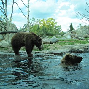 Minnesota Zoo 2010 - Alaskan Brown Bears in Grizzly Coast