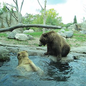 Minnesota Zoo 2010 - Alaskan Brown Bears in Grizzly Coast