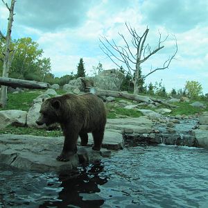 Minnesota Zoo 2010 - Alaskan Brown Bear in Grizzly Coast