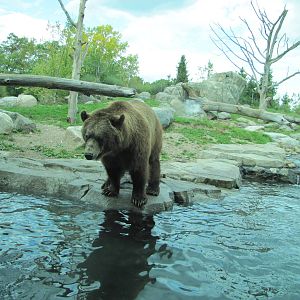 Minnesota Zoo 2010 - Alaskan Brown Bear in Grizzly Coast
