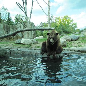 Minnesota Zoo 2010 - Alaskan Brown Bear in Grizzly Coast