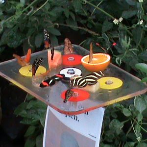 butterfly house feeder 061110