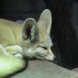 fennec fox 061110