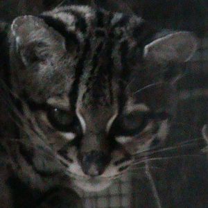 margay 061110