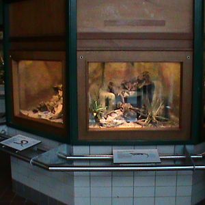 reptile house vivaria 061110