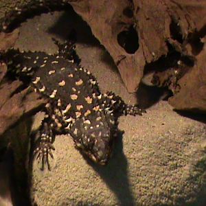 Cordylus warreni depressus 061110