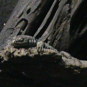 Lacerta unisexualis 061110