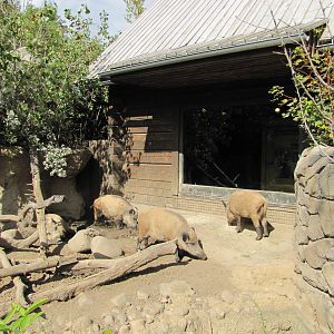 Minnesota Zoo 2010 - First part of European Wild Boar exhibit in Grizzly Co