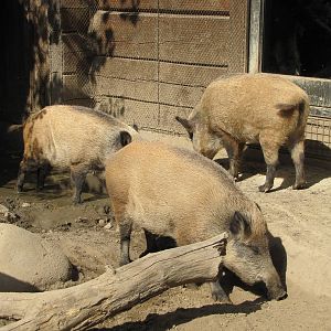 Minnesota Zoo 2010 - European Wild Boar
