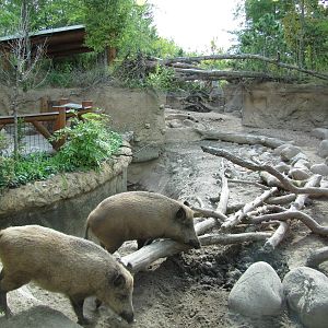 Minnesota Zoo 2010 - Second part of European Wild Boar exhibit