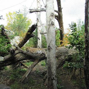 Minnesota Zoo 2010 - One of the great Amur Leopard exhibits