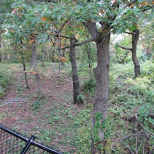 Minnesota Zoo 2010 - Part of amazing Amur Tiger exhibit
