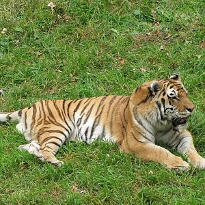 Minnesota Zoo 2010 - Amur Tiger