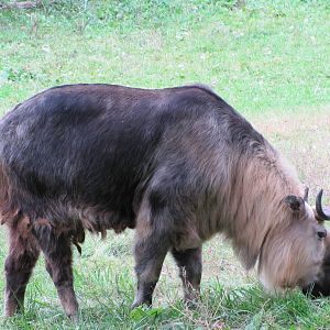 Minnesota Zoo 2010 - Sichuan Takin
