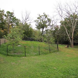 Minnesota Zoo 2010 - Inside Sichuan Takin exhibit