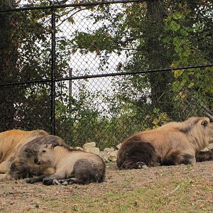 Minnesota Zoo 2010 - Sichuan Takin group