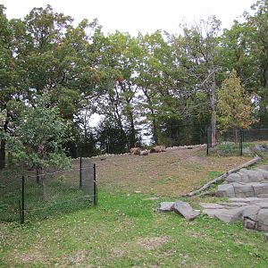 Minnesota Zoo 2010 - Another side of Sichuan Takin exhibit
