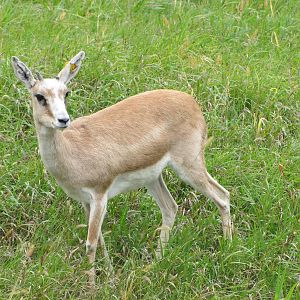 Minnesota Zoo 2010 - Goitered Gazelle