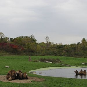 Minnesota Zoo 2010 - Part of massive Bactrian Camel exhibit