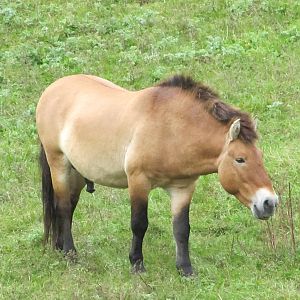 Minnesota Zoo 2010 - Przewalskis Horse