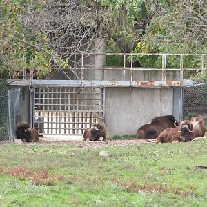Minnesota Zoo 2010 - Muskox group