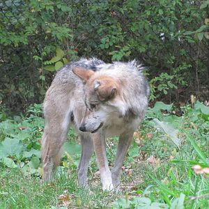 Minnesota Zoo 2010 - Mexican Grey Wolf