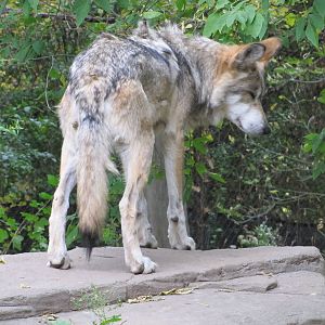 Minnesota Zoo 2010 - Mexican Grey Wolf
