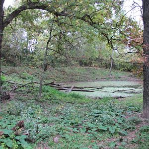 Minnesota Zoo 2010 - Mexican Grey Wolf exhibit