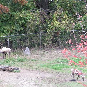 Minnesota Zoo 2010 - Part of Caribou exhibit