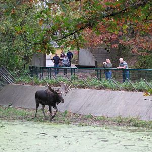Minnesota Zoo 2010 - Moose