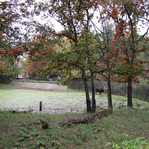 Minnesota Zoo 2010 - Part of massive Moose exhibit