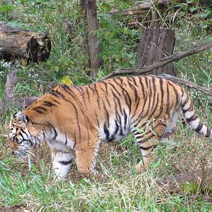 Minnesota Zoo 2010 - Amur Tiger