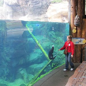 Minnesota Zoo 2010 - Wonderful Sea Otter experience in Grizzly Coast