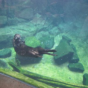 Minnesota Zoo 2010 - Wonderful Sea Otter experience in Grizzly Coast