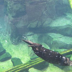 Minnesota Zoo 2010 - Wonderful Sea Otter experience in Grizzly Coast