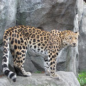 Minnesota Zoo 2010 - Amur Leopard