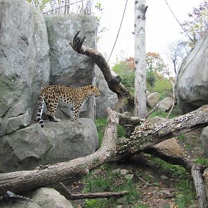 Minnesota Zoo 2010 - Part of Amur Leopard exhibit
