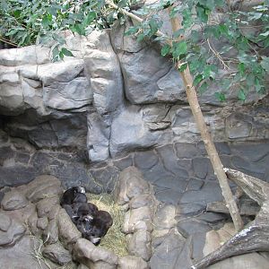 Minnesota Zoo 2010 - Small-clawed Otter inside Tropics Trail