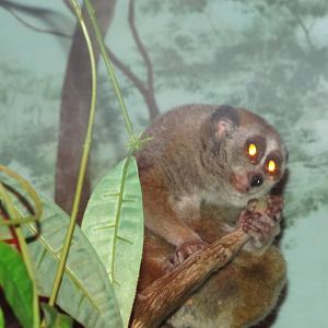 Minnesota Zoo 2010 - Pigmy Loris inside Tropics Trail