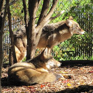 Minnesota Zoo 2010 - Coyote in Minnesota Trail