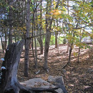 Minnesota Zoo 2010 - Coyote enclosure in Minnesota Trail